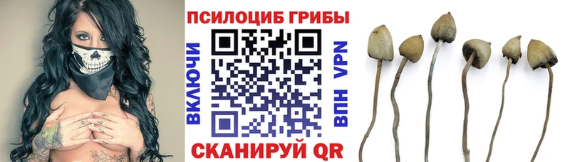 Псилоцибиновые грибы прущие грибы  кракен маркетплейс  Кировск 